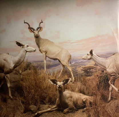 Interpol : Our Love To Admire (2xLP, Album, Ltd, RE, Blu)